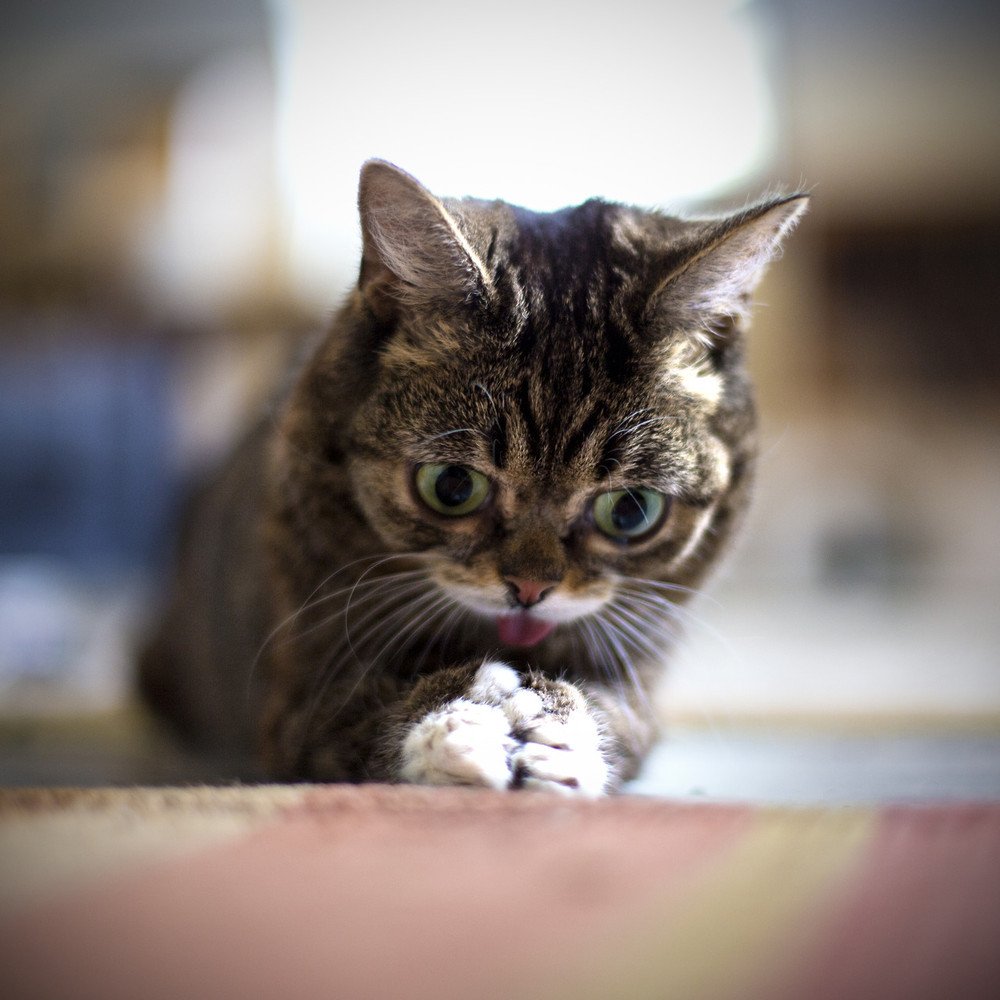 Кошечка лил баб