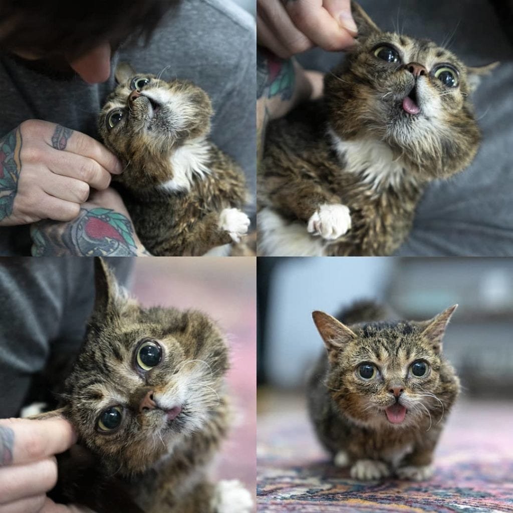 Карликовость у кошек фото