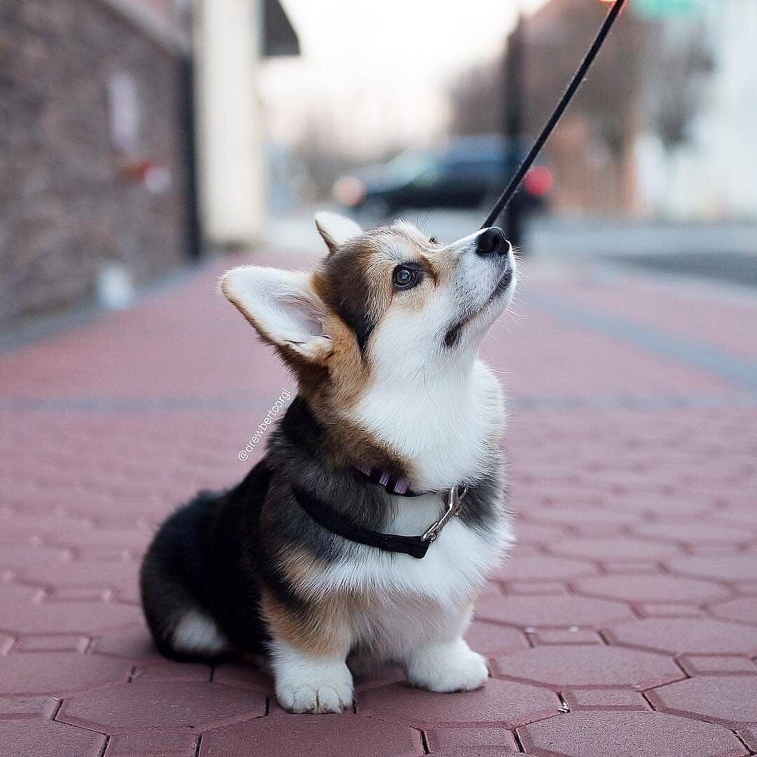 Щенок бигля и корги