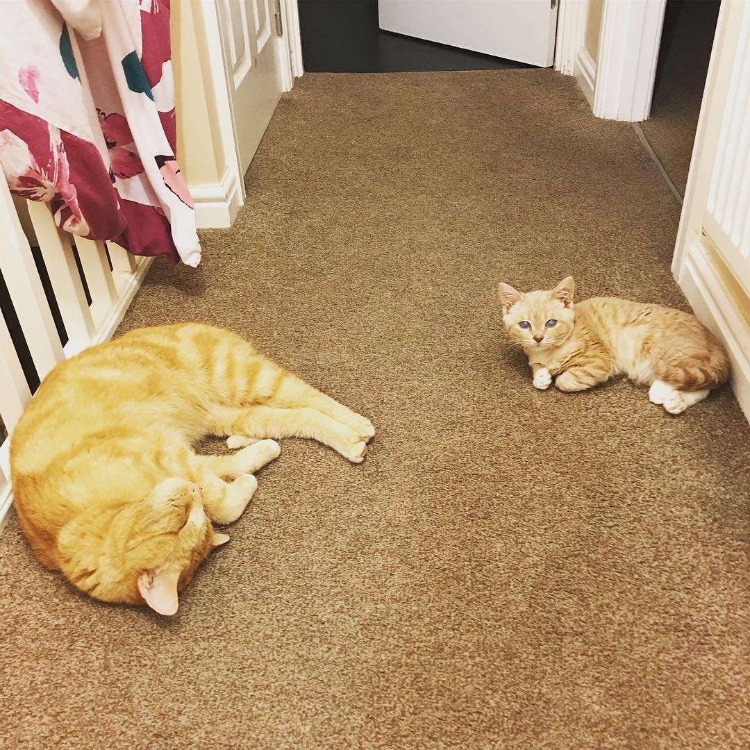 Кошачья карликовость