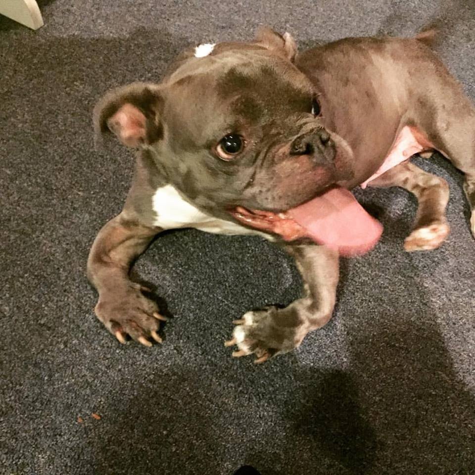 Питбуль карлик