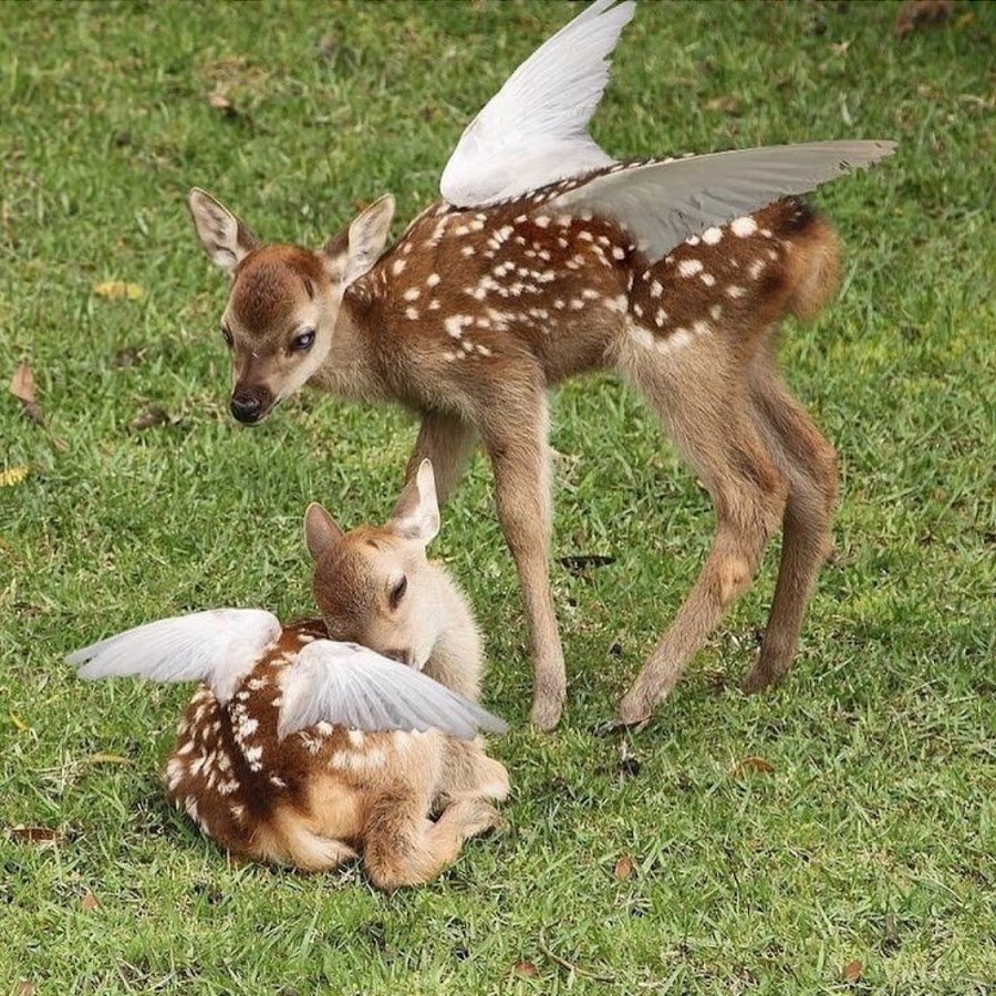 Пятнистый олень детеныш