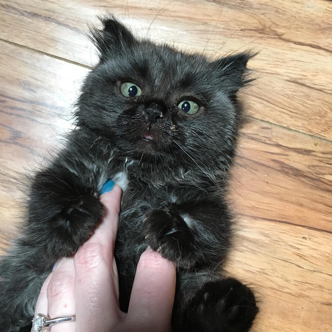 Котенок карлик