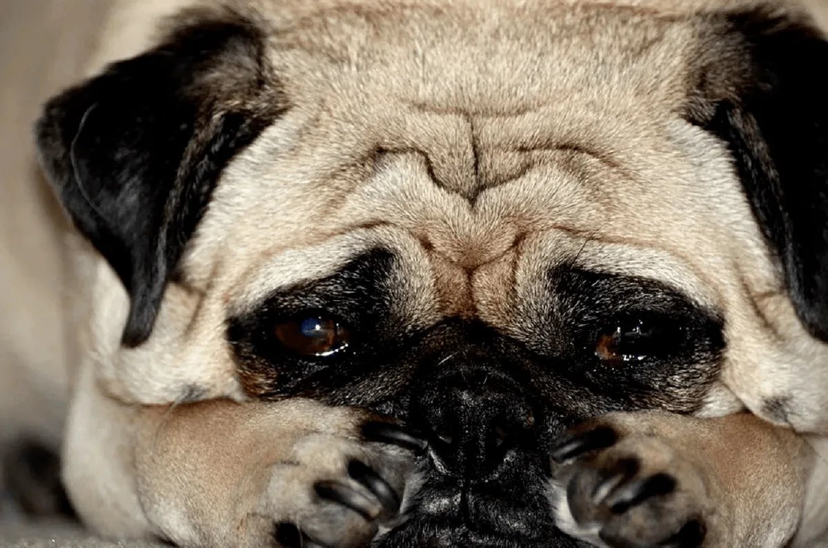 Печальный Мопс