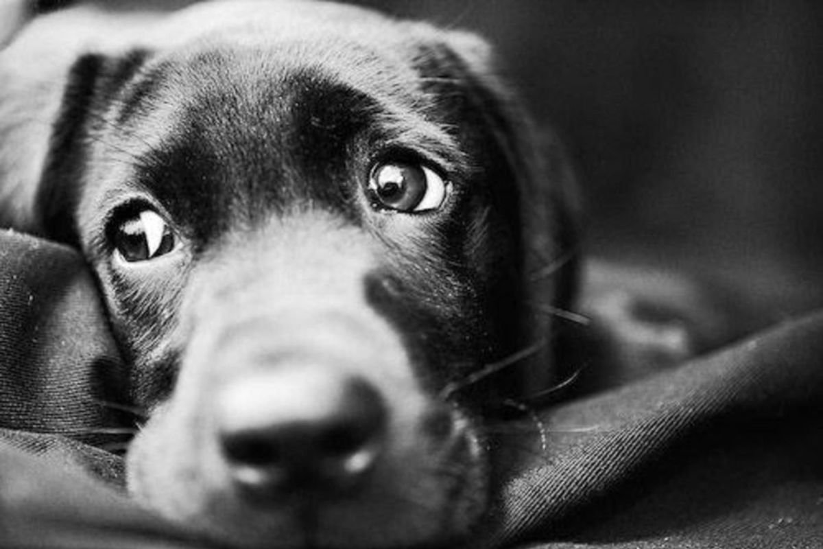 Грустный пес