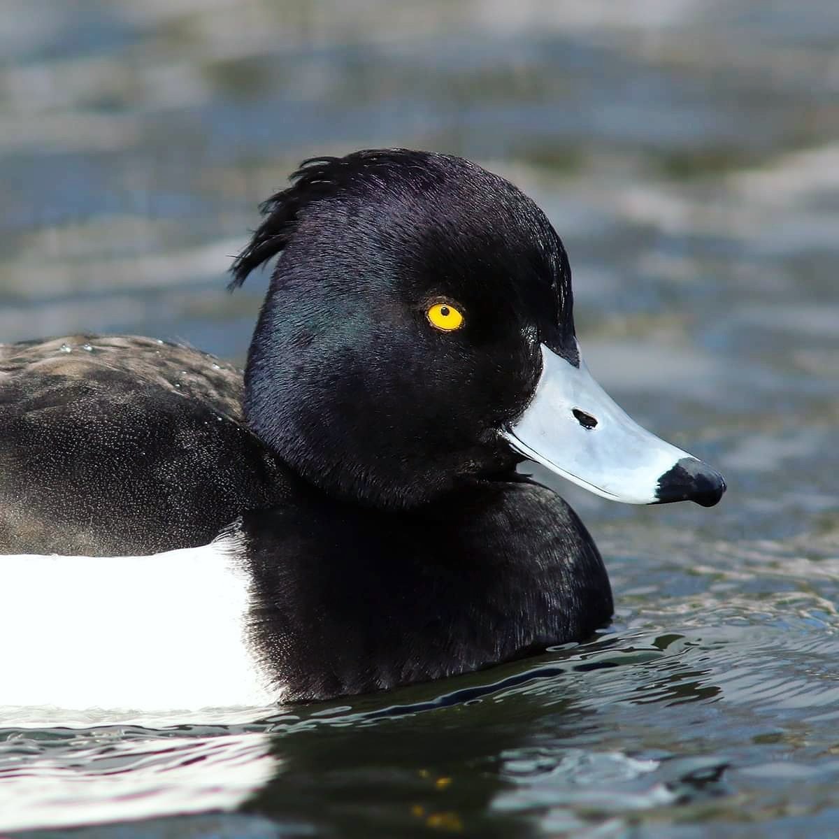 Чернеть хохлатая утка