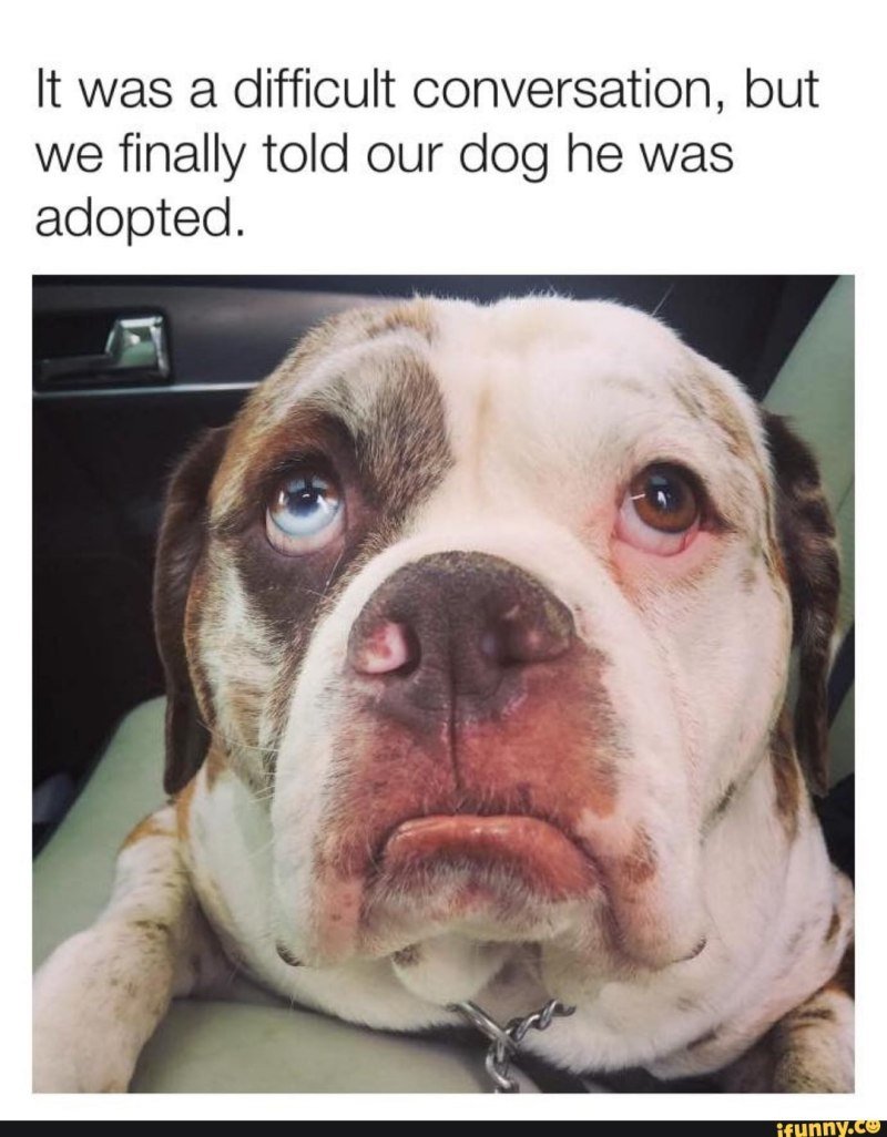 Собака плачет