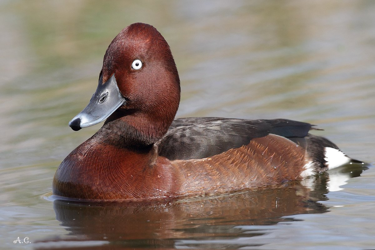 Мадагаскарский нырок
