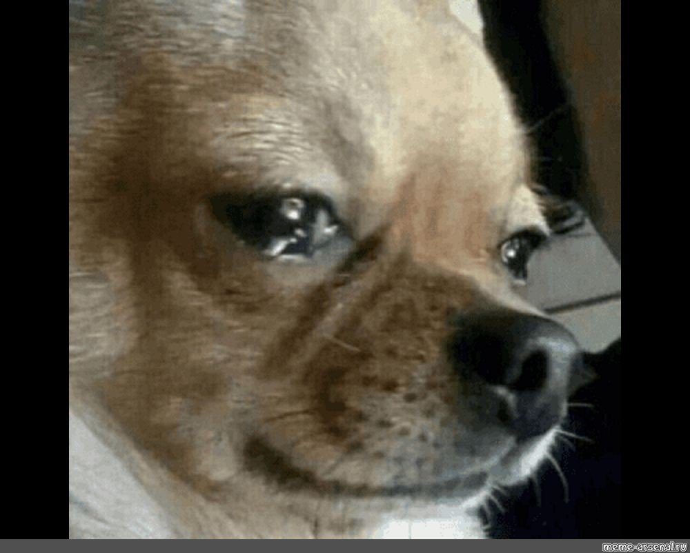Плачущий пес Мем