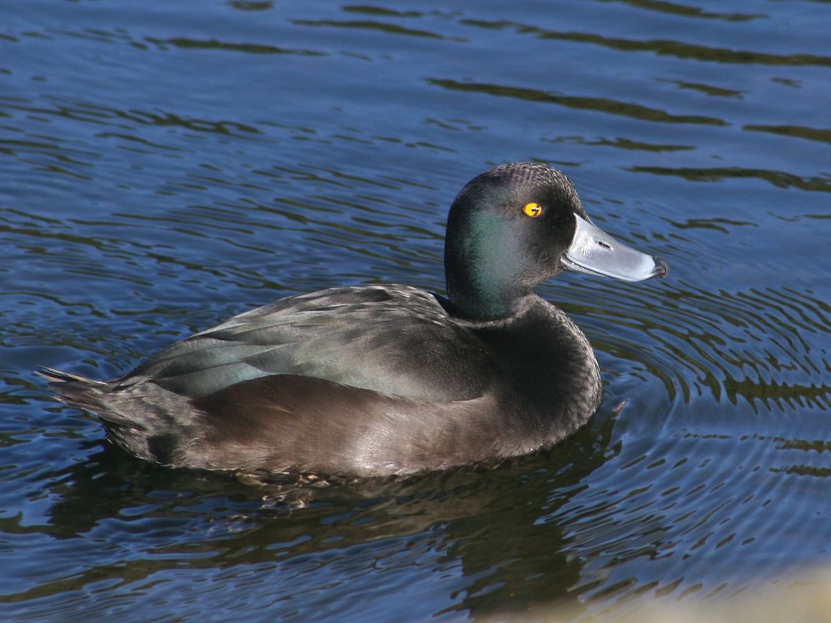 Чернеть утка