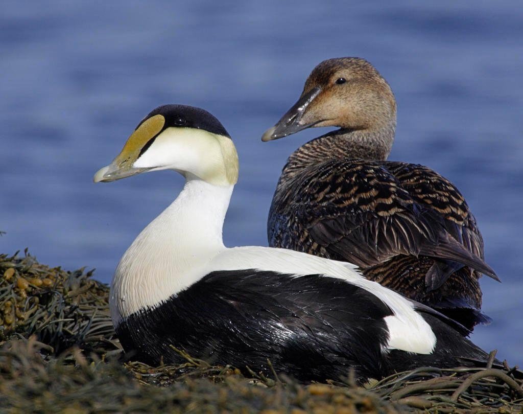 Гага обыкновенная Кандалакшский заповедник