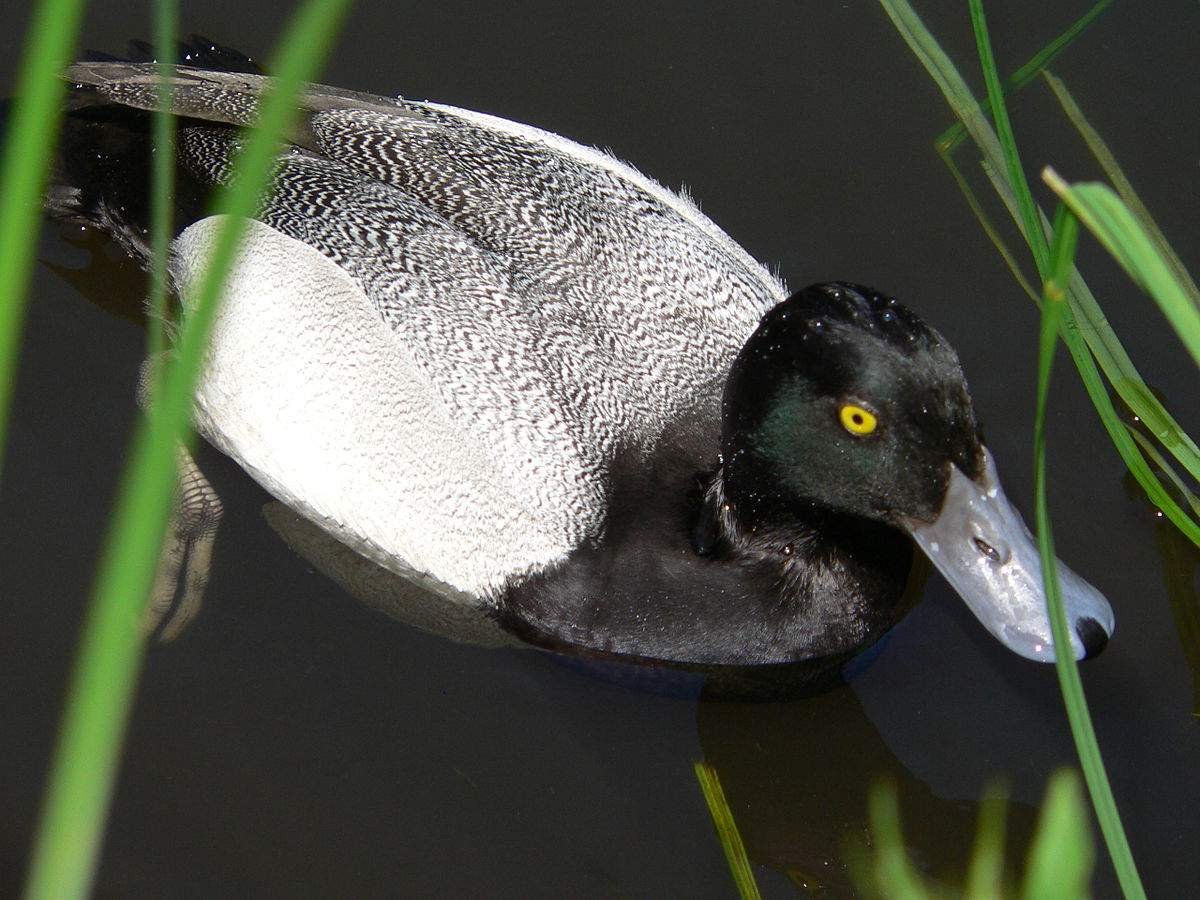 Малая морская чернеть Aythya affinis