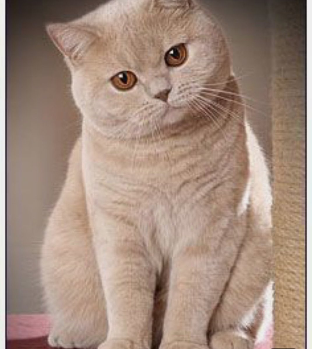 Британец песочного цвета