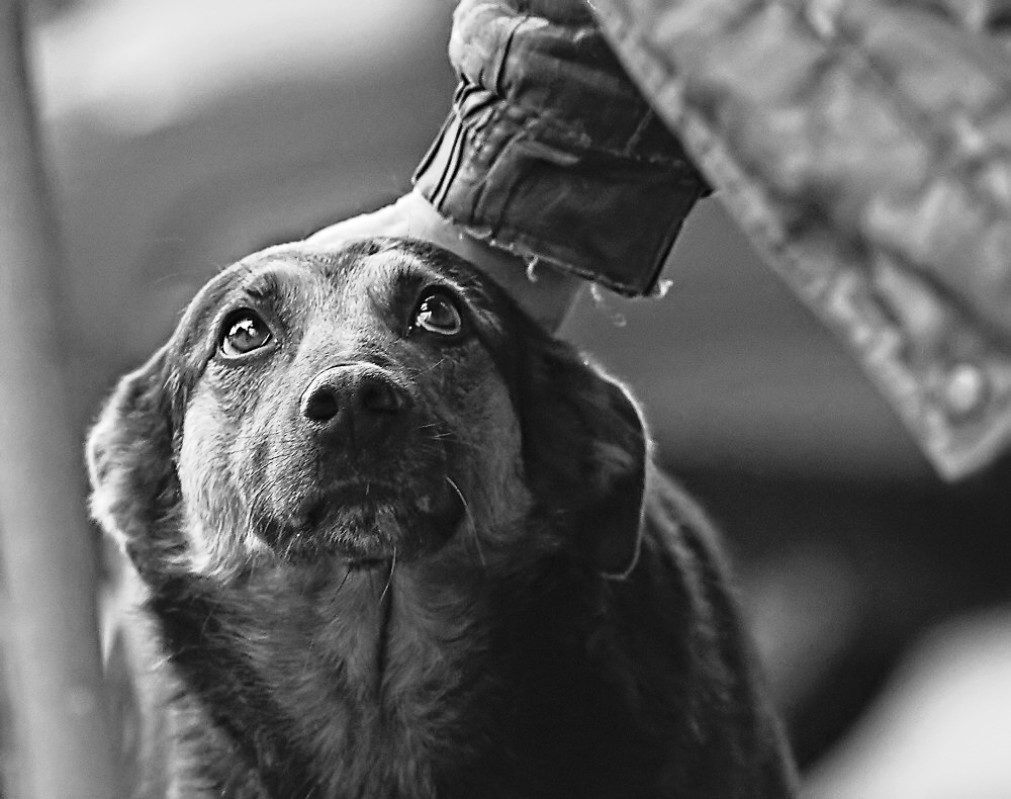 Преданный взгляд собаки