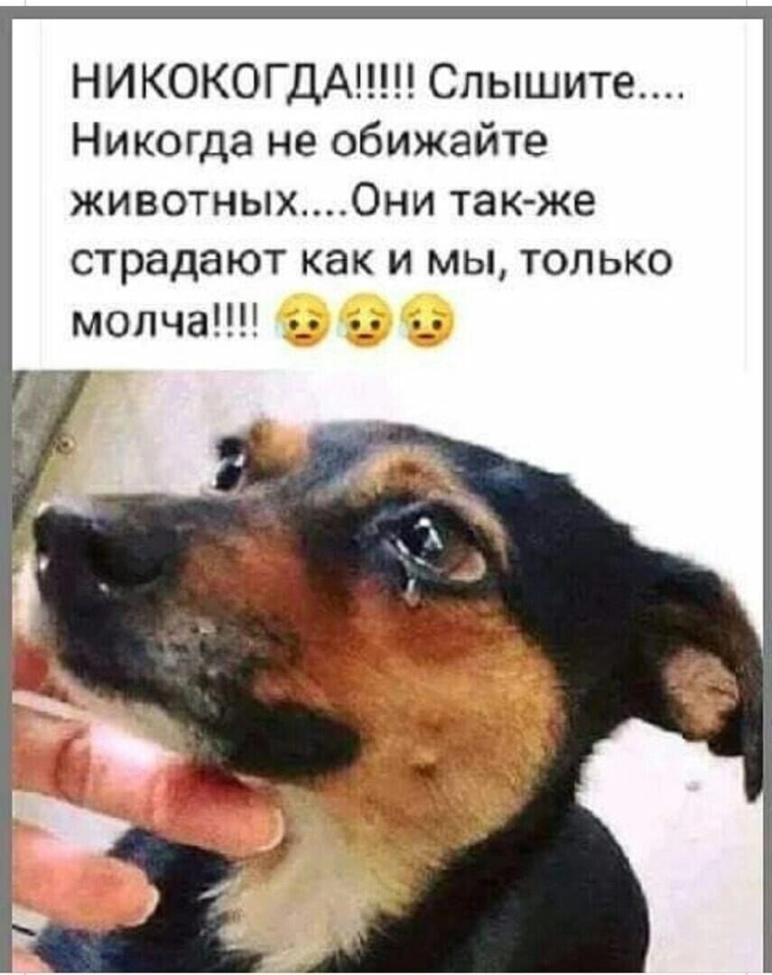Собака это единственное существо на свете