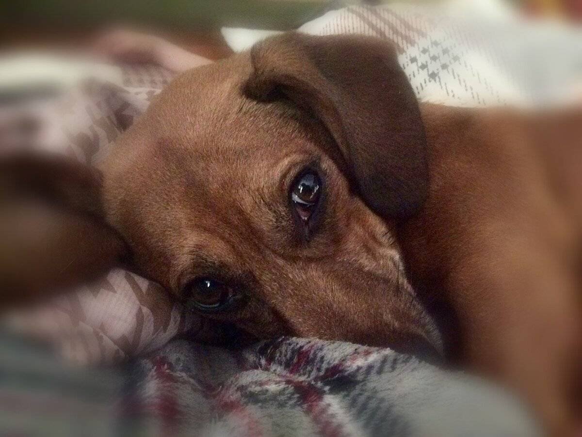 Грустный щенок