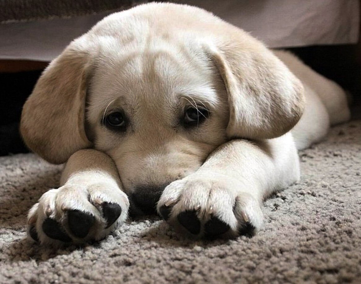 Грустная собачка