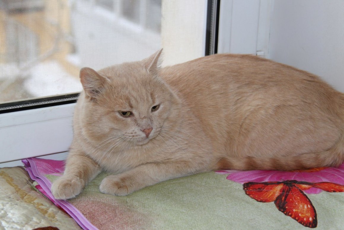 Сибирский гладкошерстный персиковый кот