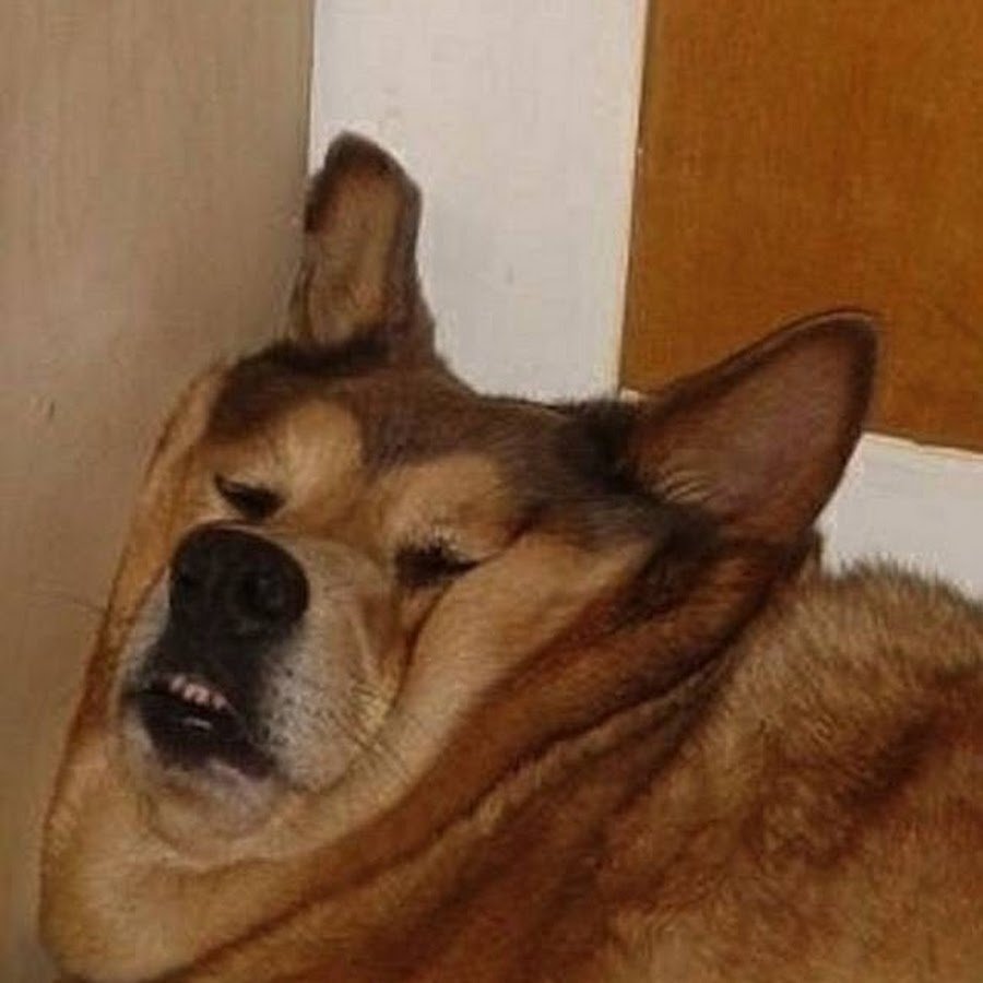 Мемчики с собаками