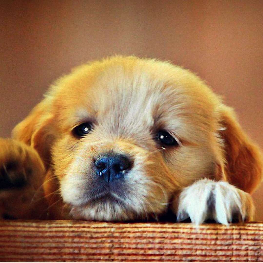 Грустные картинки с животными