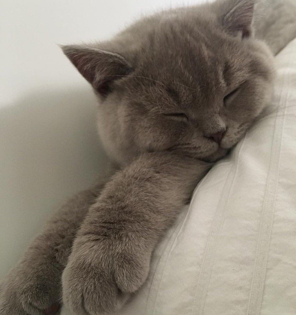 Котята Эстетика