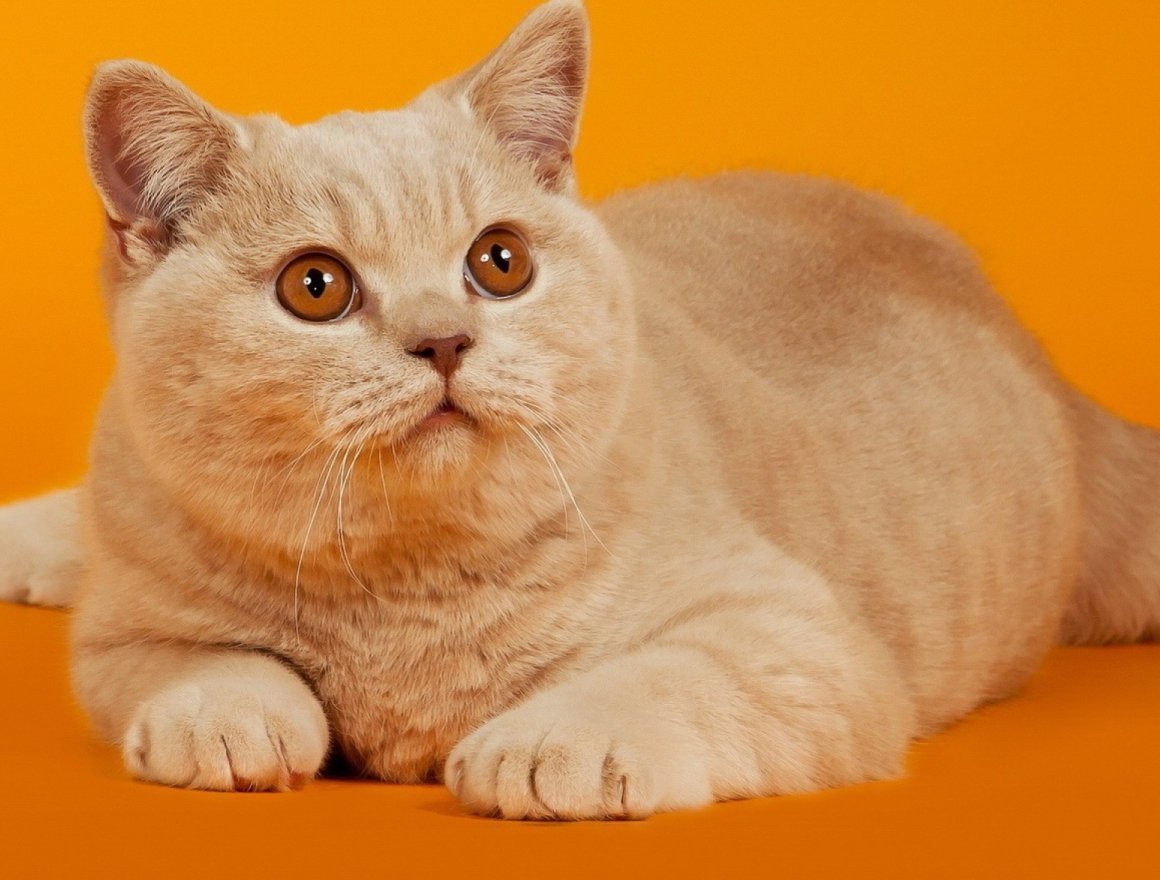Британская прямоухая кошка рыжая