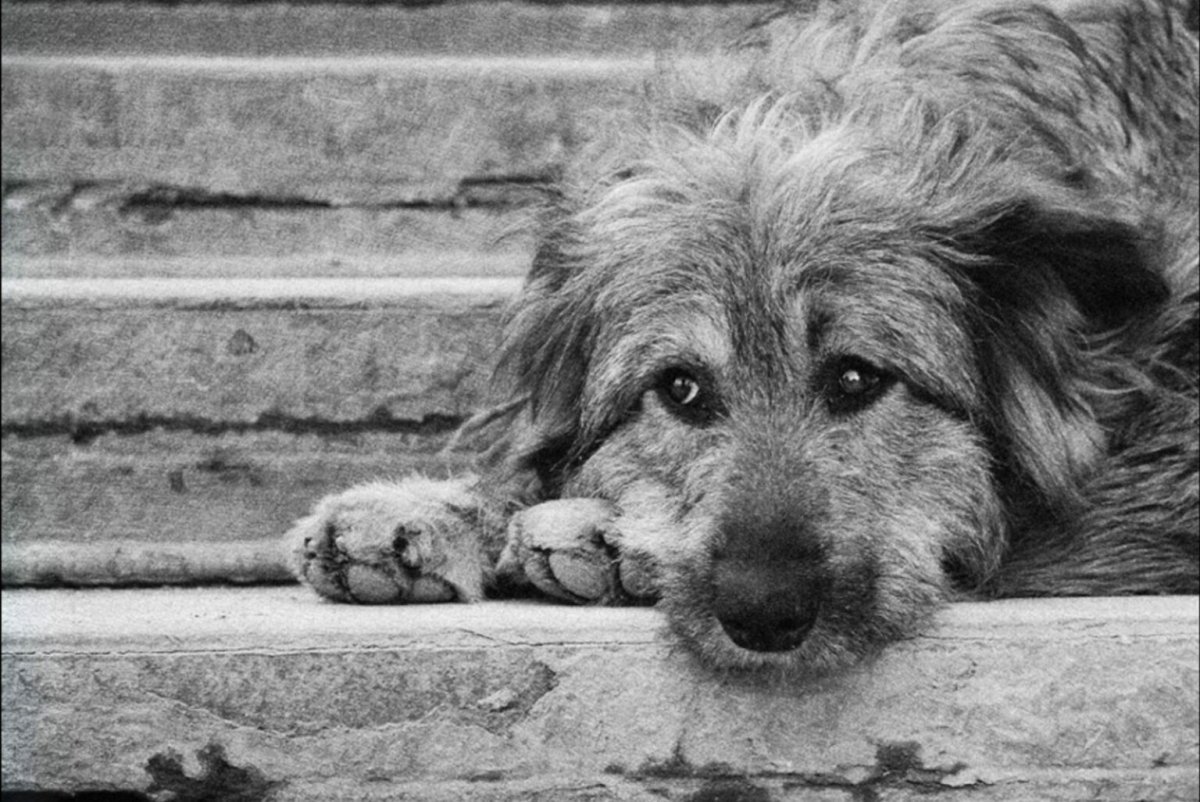 Грустная бездомная собака