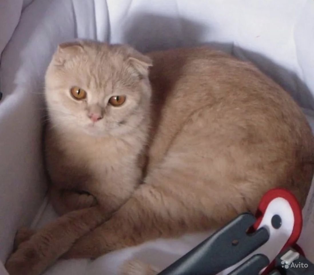 Персиковый вислоухий британец