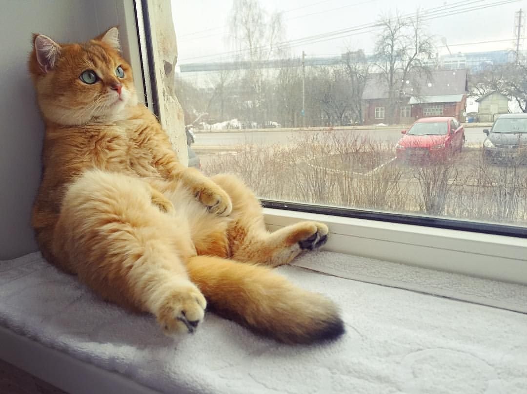 Рыжий кот на окне