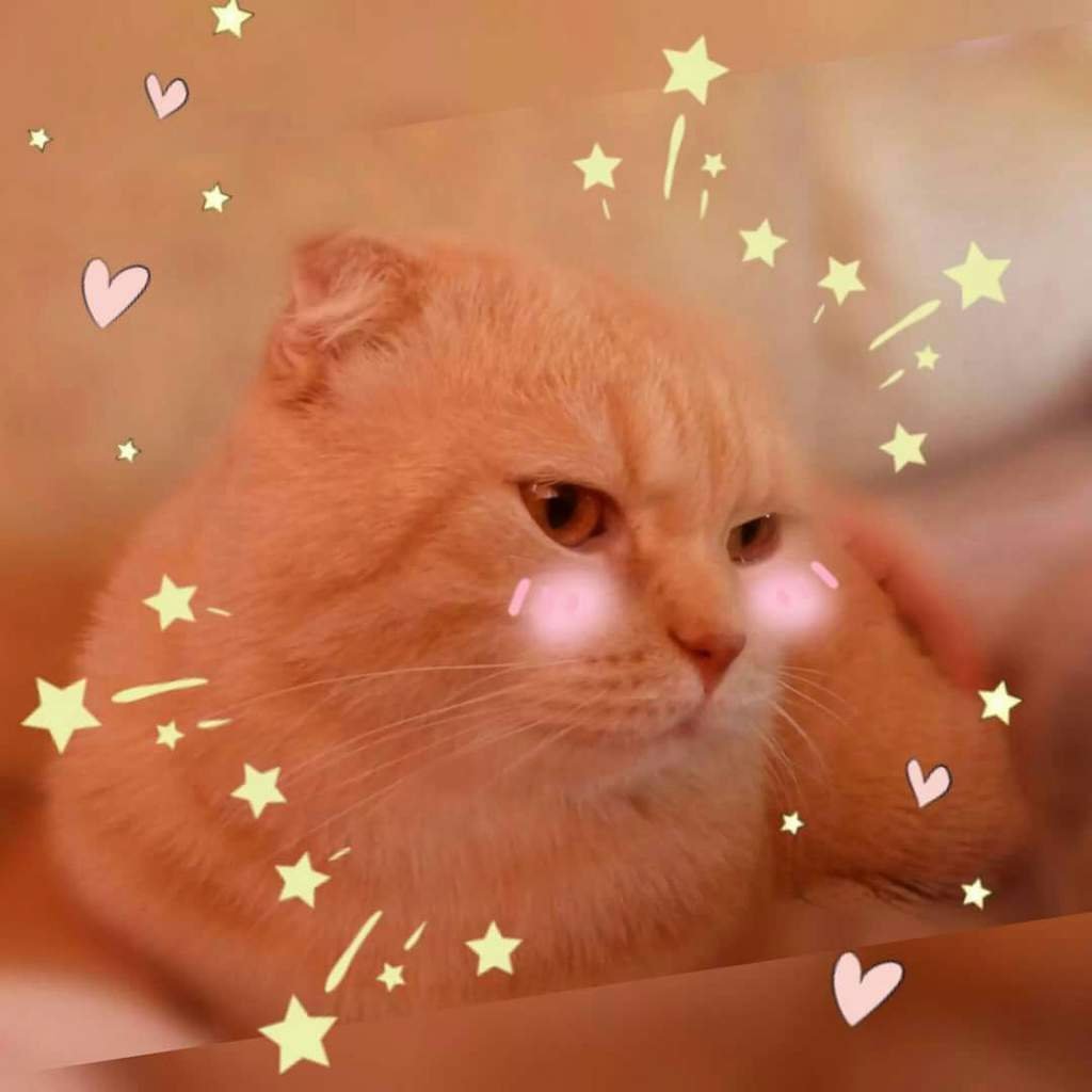 Котенок персикового цвета