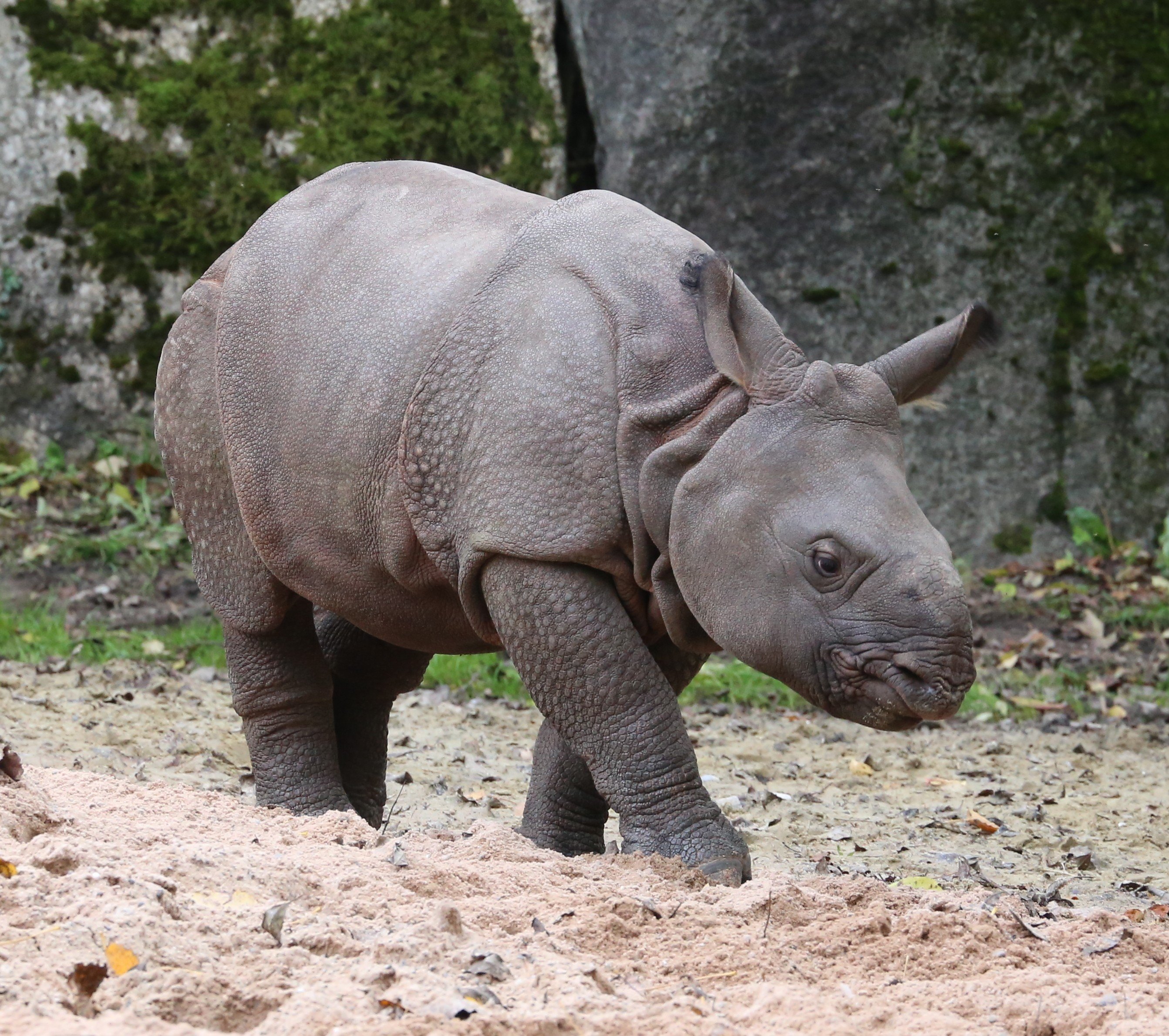 Как называют носорога. Яванский носорог. Индийский носорог. Однорогий индийский носорог. Индийский носорог (Rhinoceros unicornis).