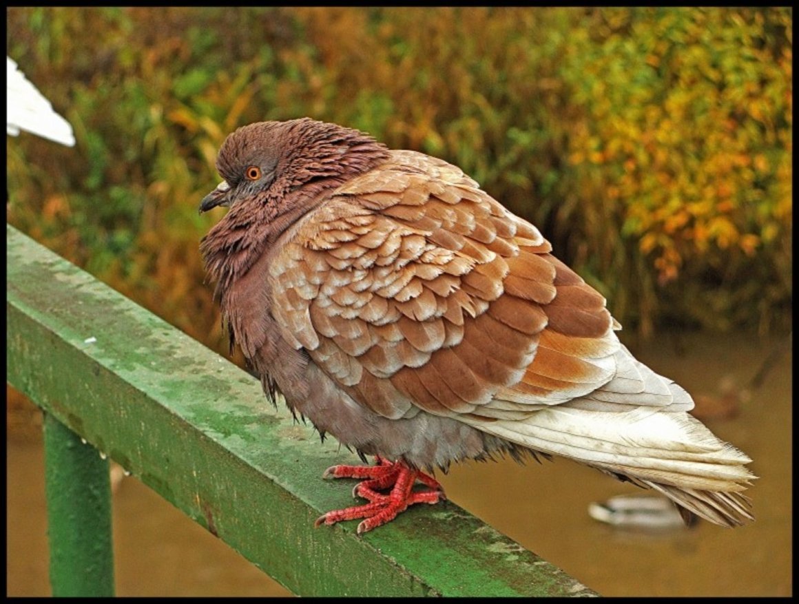 Коричневый голубь