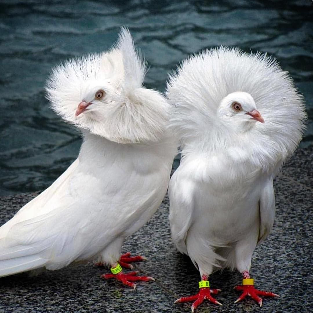 Голуби якобины