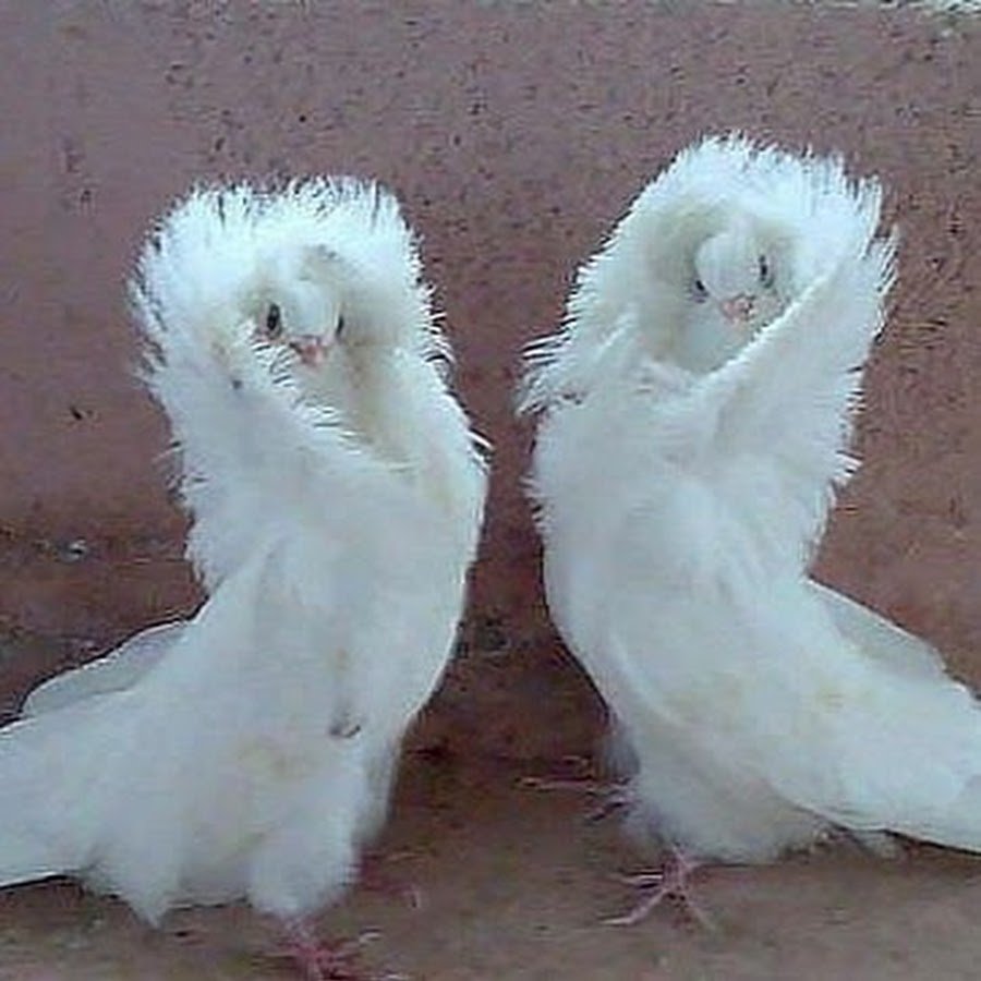 Голуби породы якобины