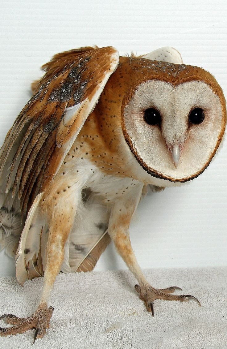 Обыкновенная сипуха страшная