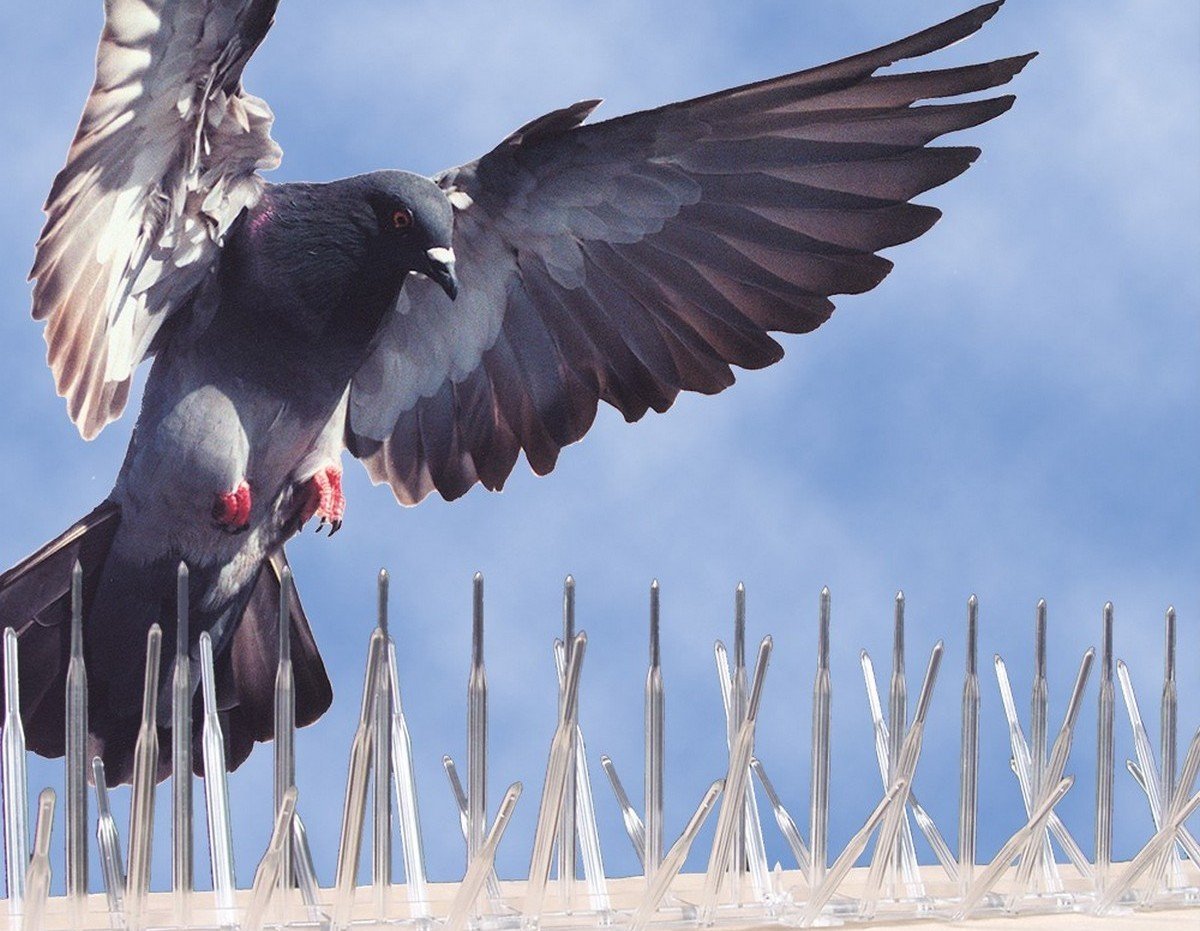 Защита памятников от птиц