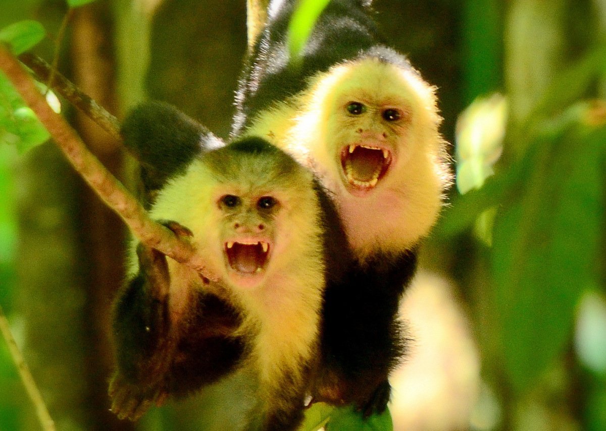 Злой капуцин