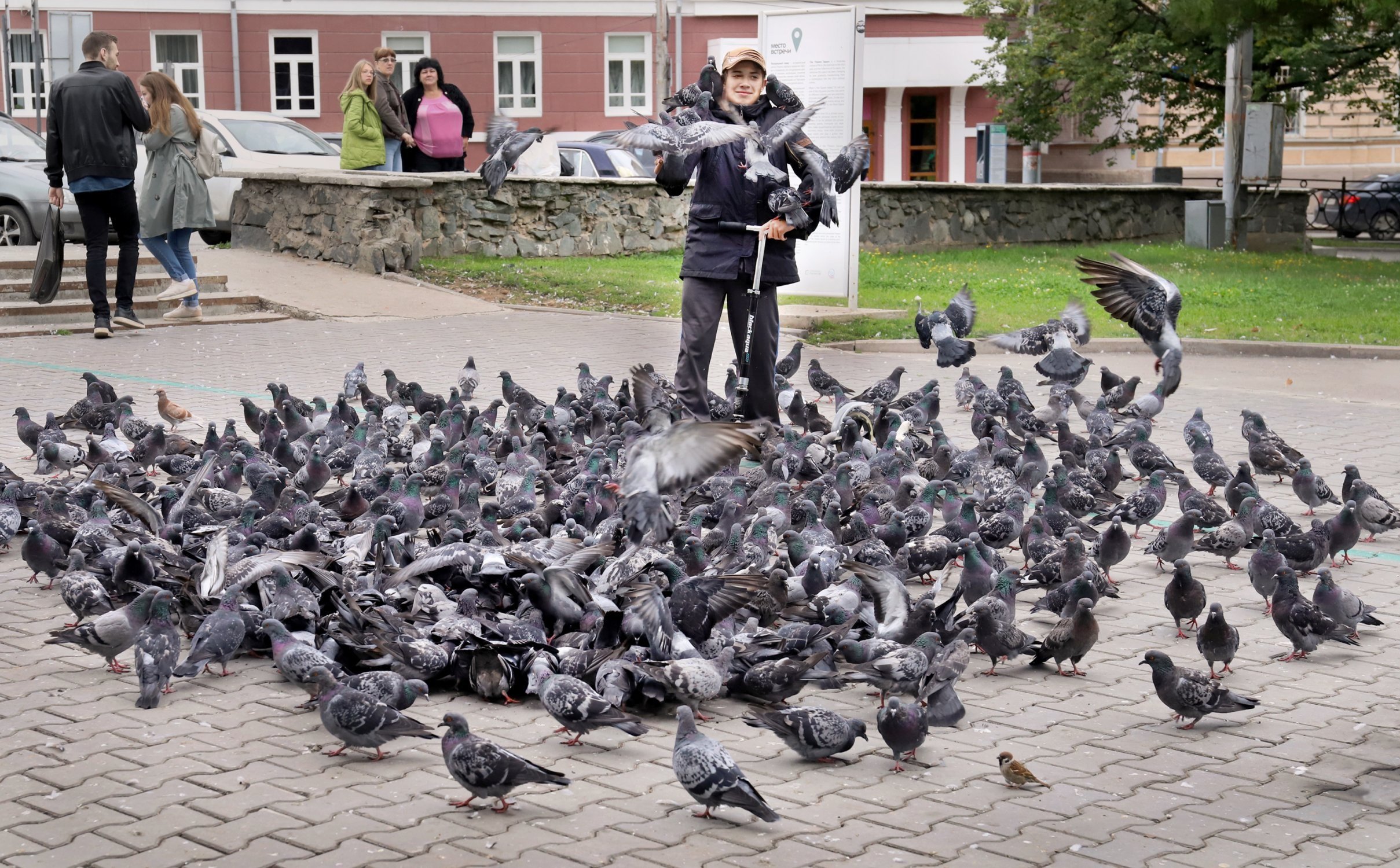 Почему кормят голубей. Много голубей. Голуби в городе. Птицы на улице. Кормить голубей.