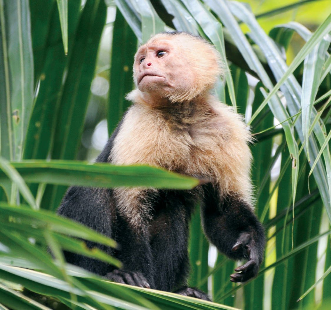 Белоголовый капуцин ритуал