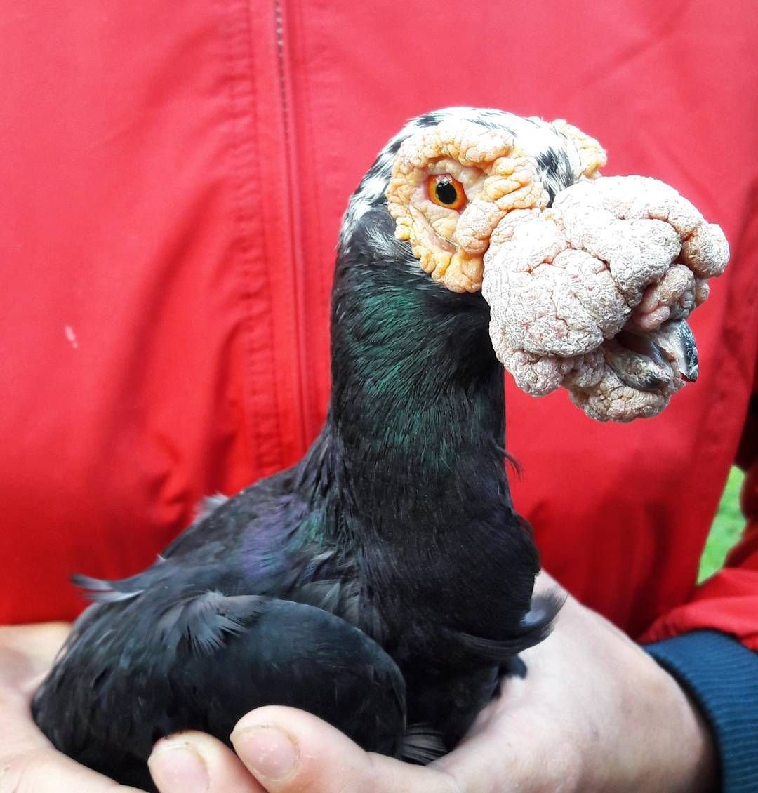 Порода голубей английский карьер