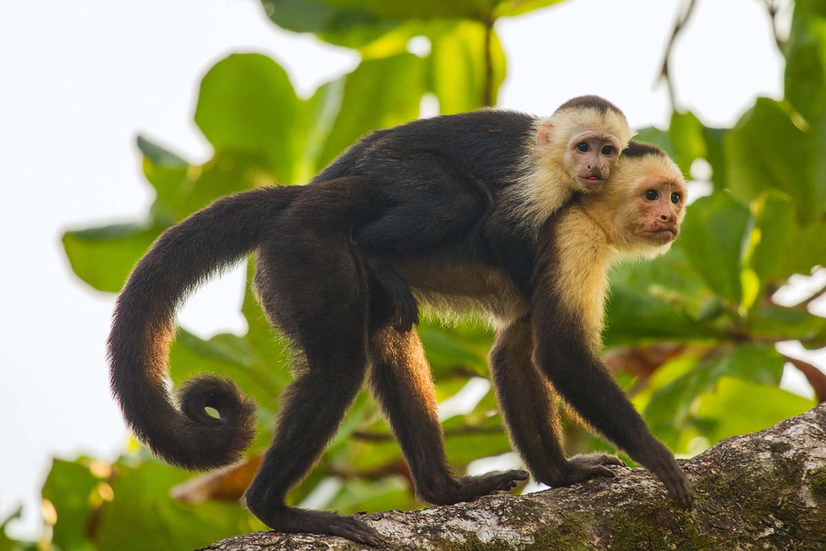 Обезьяна бурый капуцин