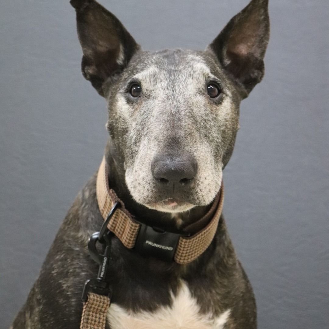 Стафф метис черный