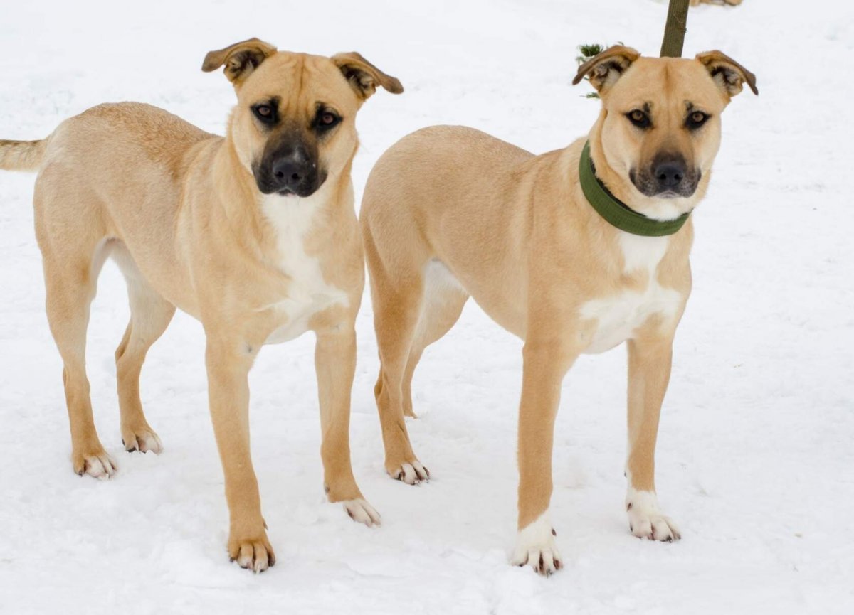 Стаффордширский бультерьер тигровый