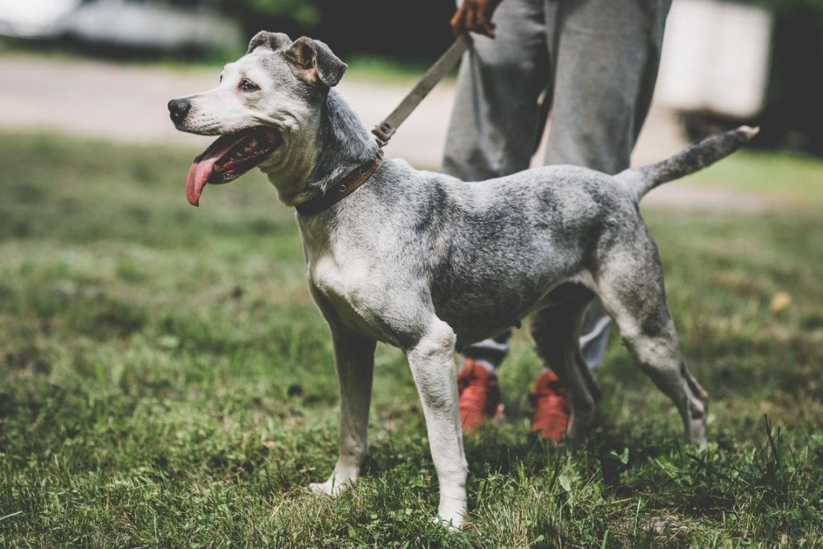 Метис питбуля и бультерьера