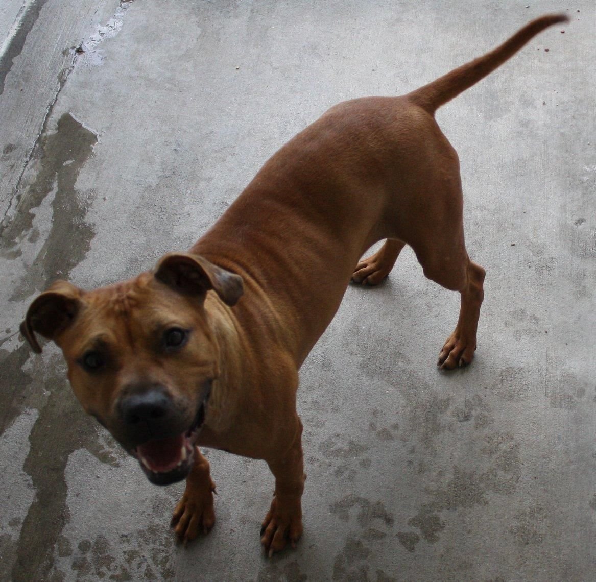 Метис боксер и Стаффорд