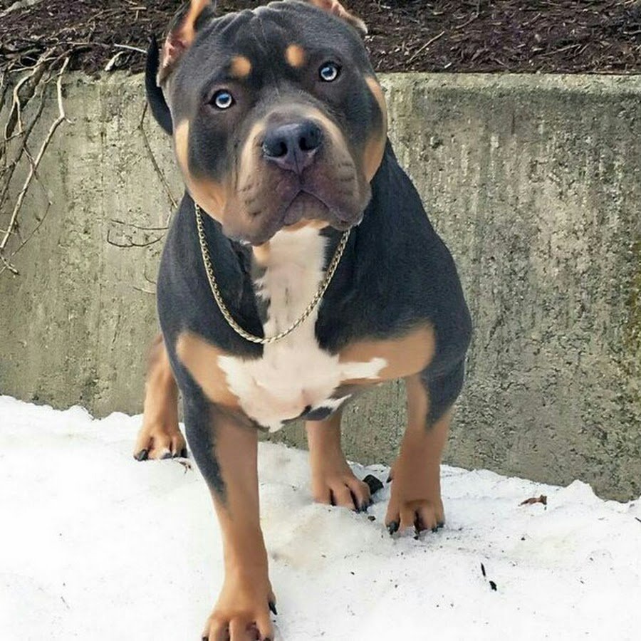 Стаффордширский терьер форментино