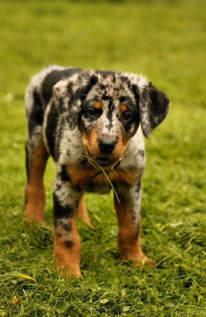 Босерон Мерль