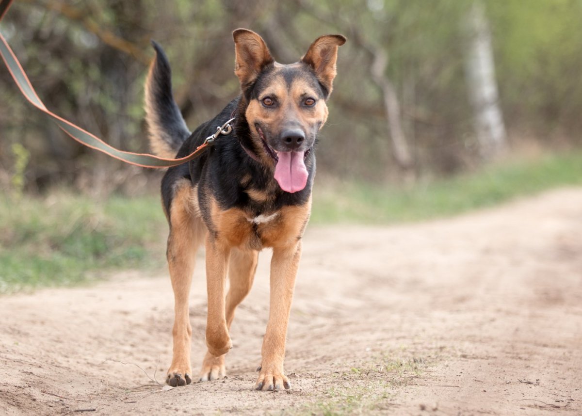 Метис стаффордширского терьера