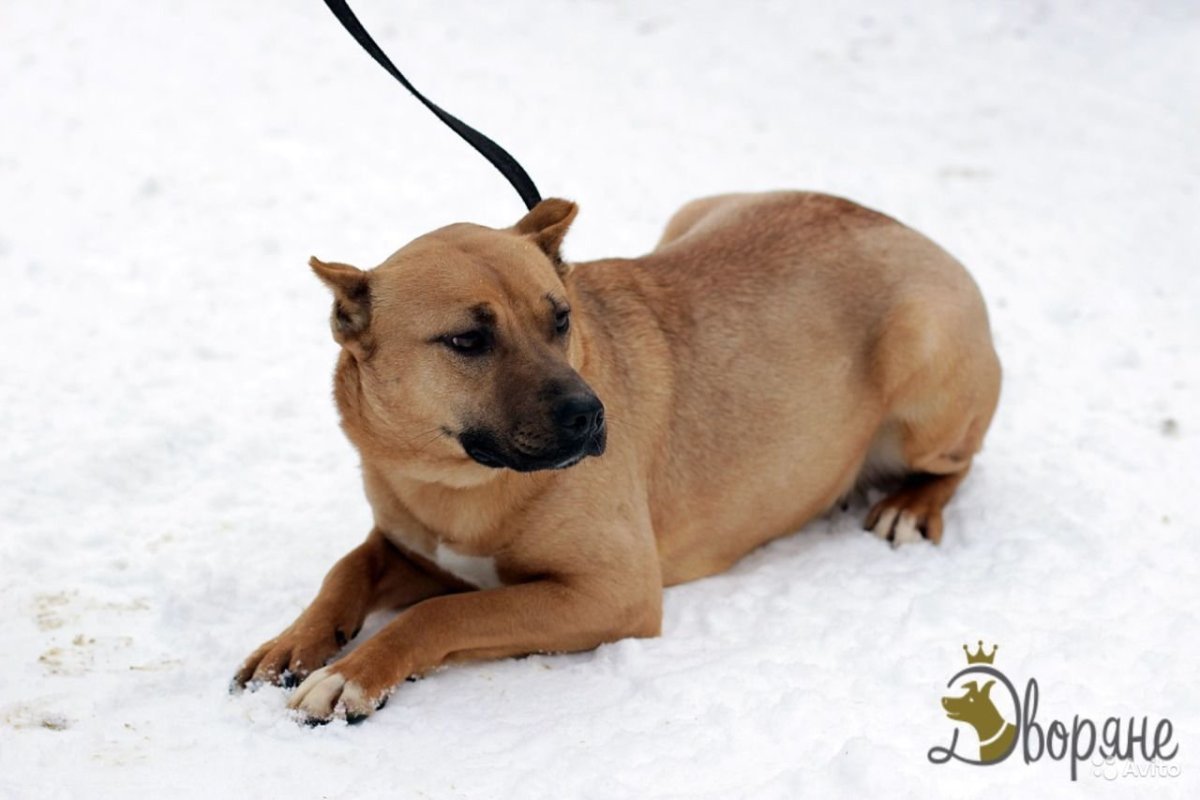 Метис овчарка стафф