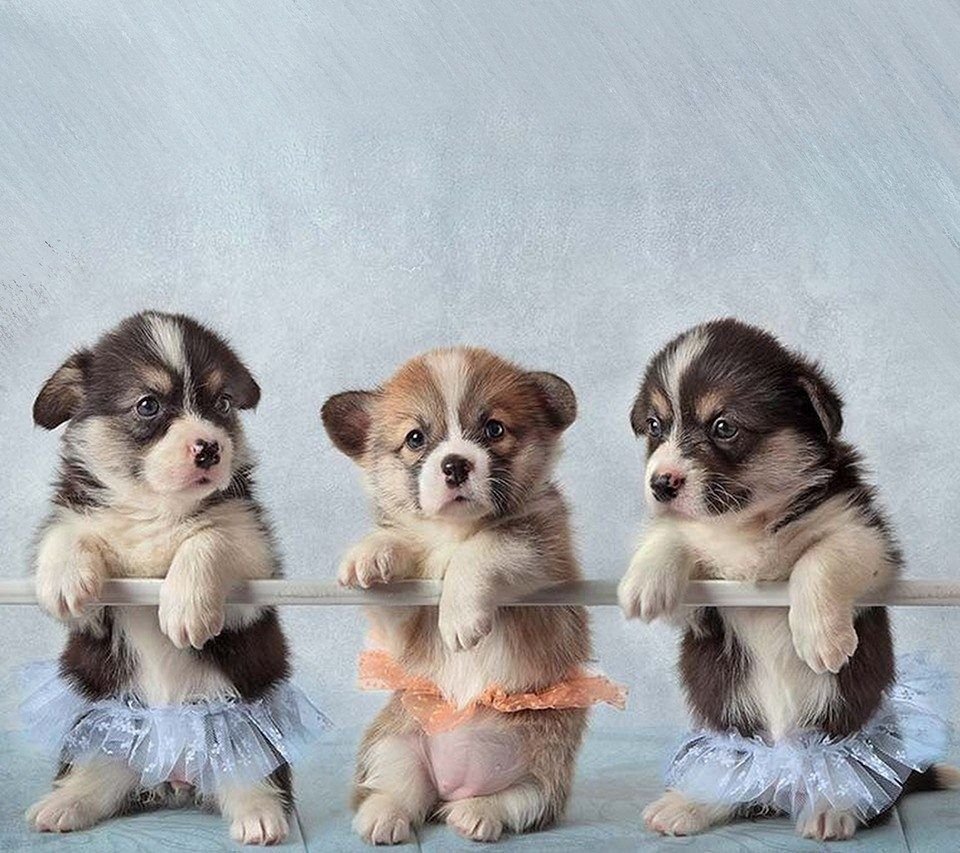 Три милые собаки